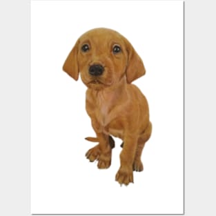 Adorable Puppy Fox Red Labrador Posters and Art